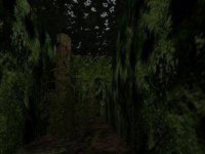 dm_forest