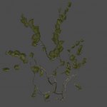 AF_grapevine