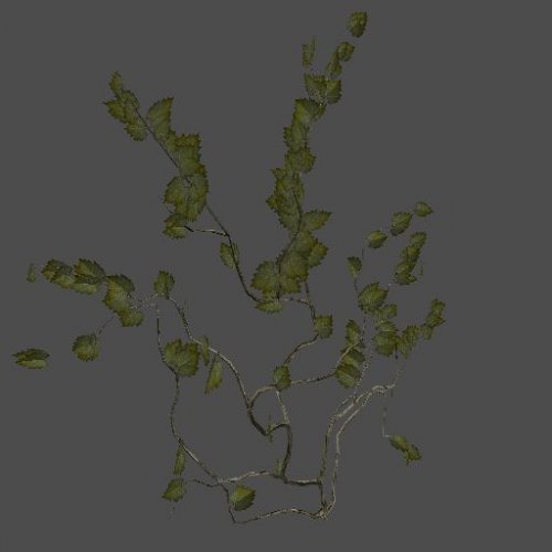 AF_grapevine