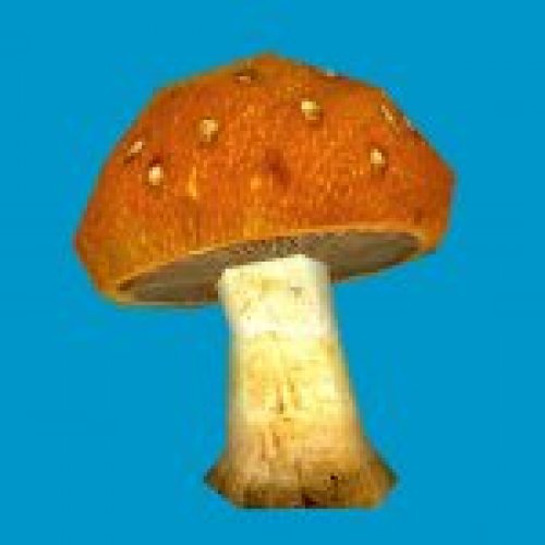 jn_orange_mushroom_big02