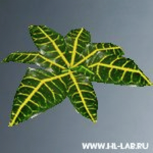 bush_plant2_small.zip