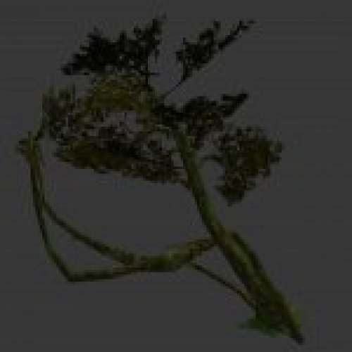 vines.mdl