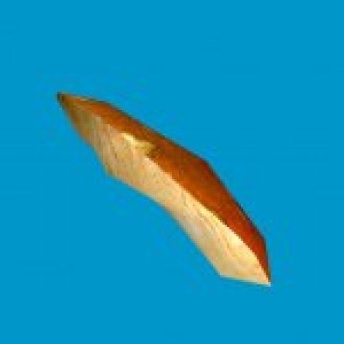jn_orange_mushroom_03_gib00