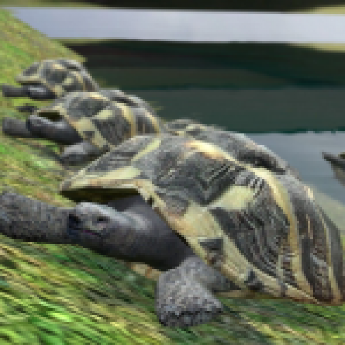 Turtle