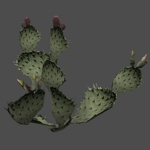 fnv_cactus