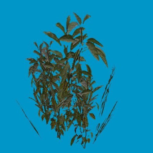 am flower01