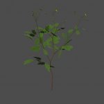 mex_grass_single_chelidonium_01_2