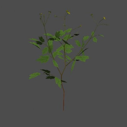mex_grass_single_chelidonium_01_2