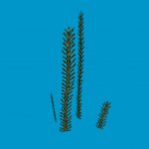 prop seaweed
