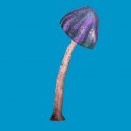 jn_blue_mushroom_big01