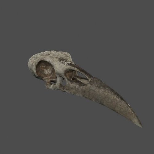 mex_raven_skull