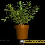 Pot Plant C4