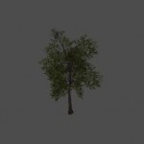 tree15