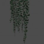 pc_Hanging_Ivy_A