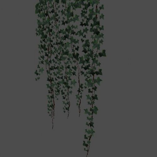 pc_Hanging_Ivy_A