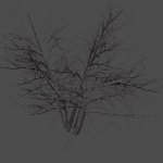 AF_drytree_2