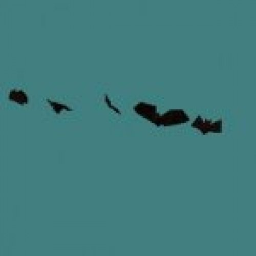 bats