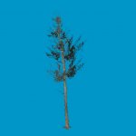 tree02_sg