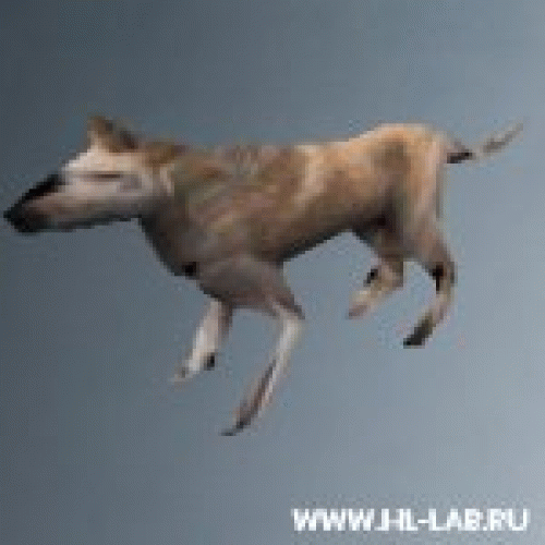 alex_dog.zip