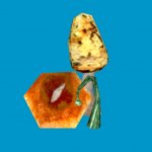 sta_fungal_growth_corner
