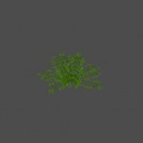 bush5