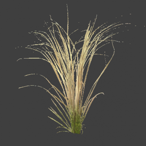 reed