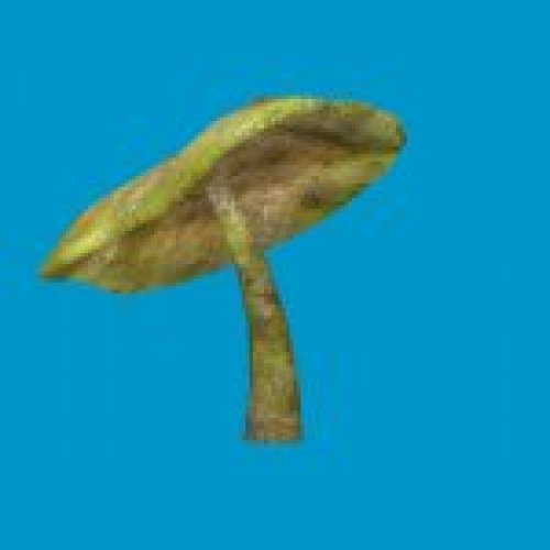 sta_mushroom_05
