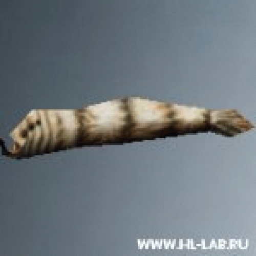 leech.zip