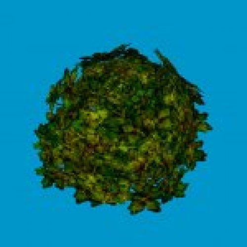 jn sanicle shrub yellow