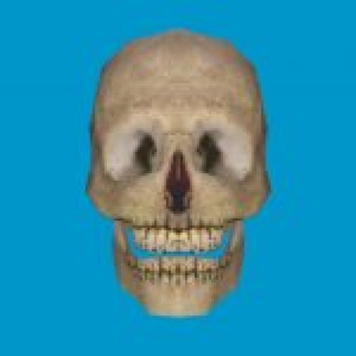bt skull