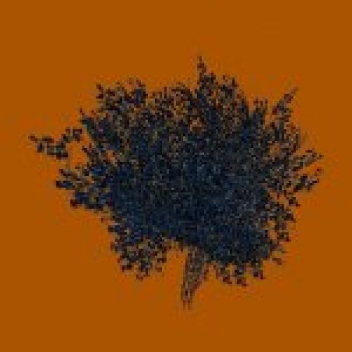 blue bush