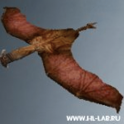 fly.zip