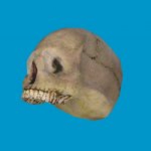 bt skull head