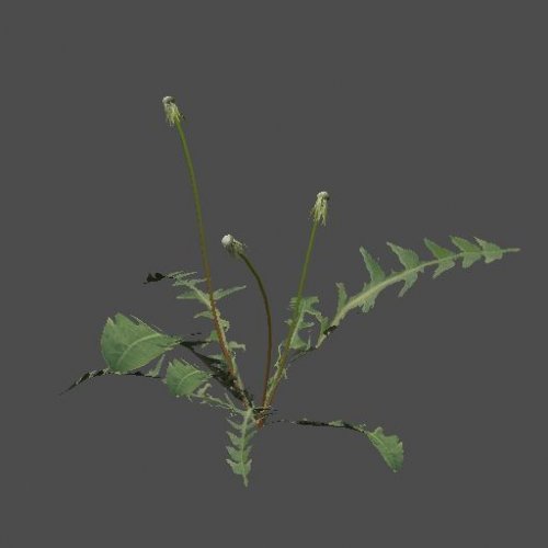 mex_dandelion_01_03