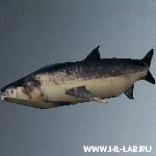 poisson