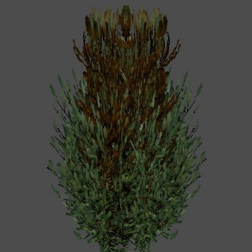foliage_04