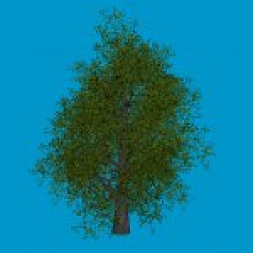 tree_oak1