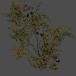 got_Ivy