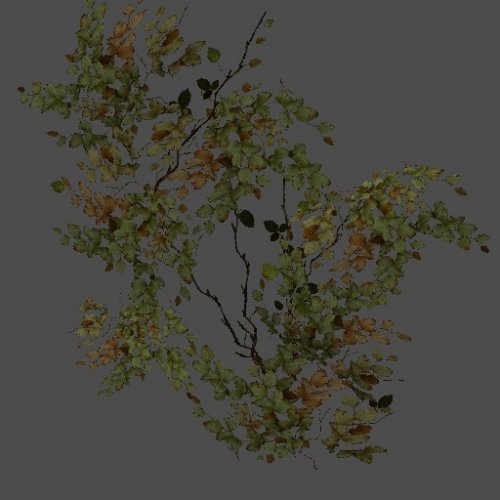 got_Ivy