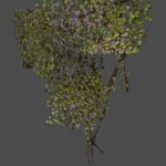 got_Ivy11