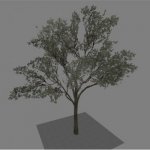 Mall_tree_medium01