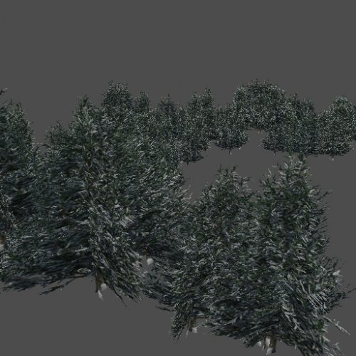 got_BC_Sapin01
