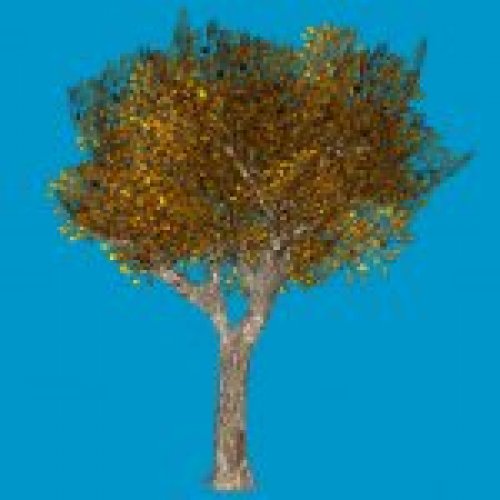 oak_tree3_rl