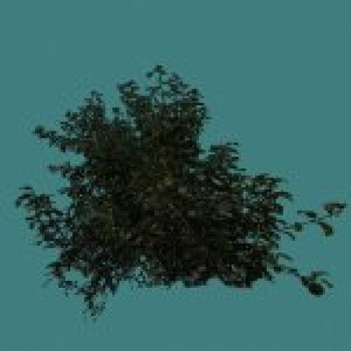 bush.mdl