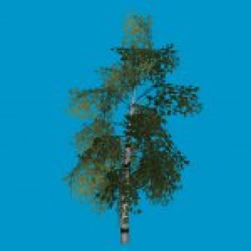 tree_birch1