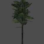 tall