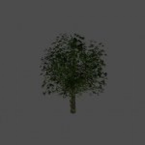 tree10