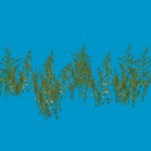 growth c