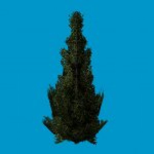 woods_spruce