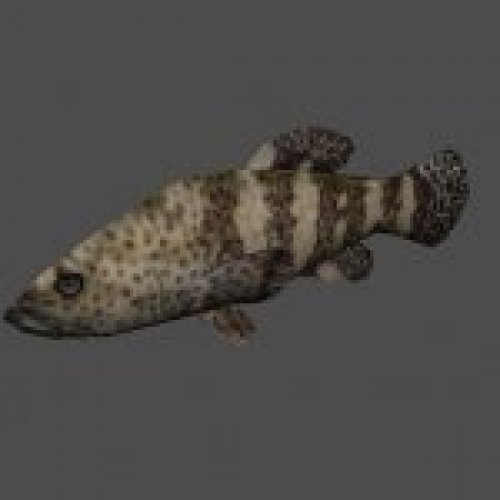jb_fish